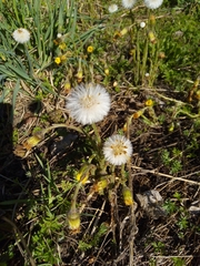 Tussilago farfara
