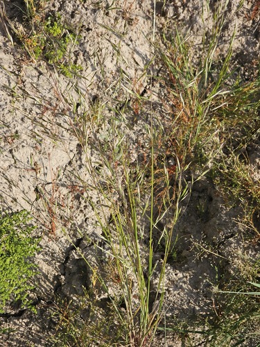 Bromus arvensis, photograph 3