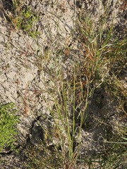 Bromus arvensis, photograph author not stated, no rights reserved