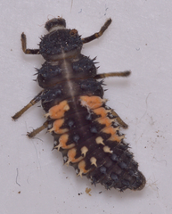 Harmonia axyridis