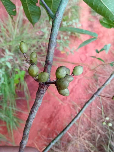 Commiphora pervilleana Engl. 3