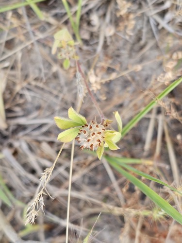 Trifolium striatum observed 2026-07-10