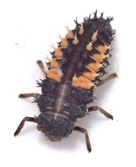 Harmonia axyridis