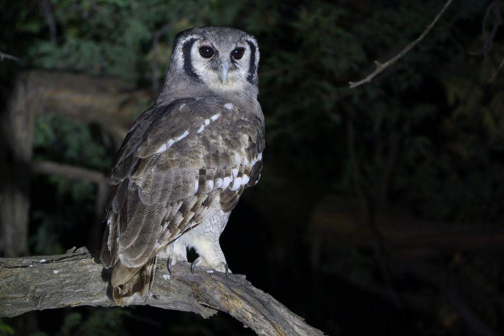 Verreaux's Eagle-Owl