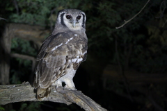 Verreaux's Eagle-Owl photo 1
