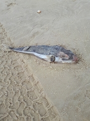 Lagocephalus sceleratus