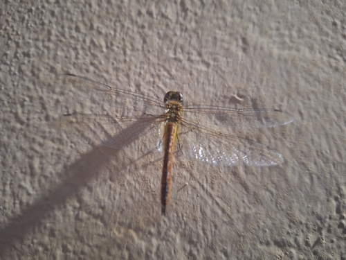 Wandering Glider