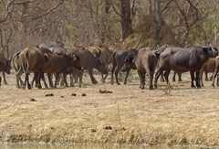 Syncerus caffer brachyceros