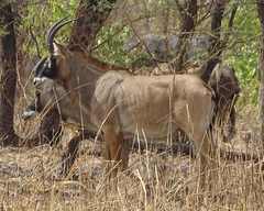 Hippotragus equinus