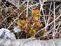 Urtica platyphylla