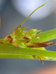 Carex umbellata, photograph (c) Quinten Wiegersma, some rights reserved (CC BY)