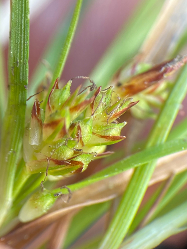 Carex umbellata