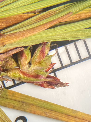 Carex umbellata, photograph 4