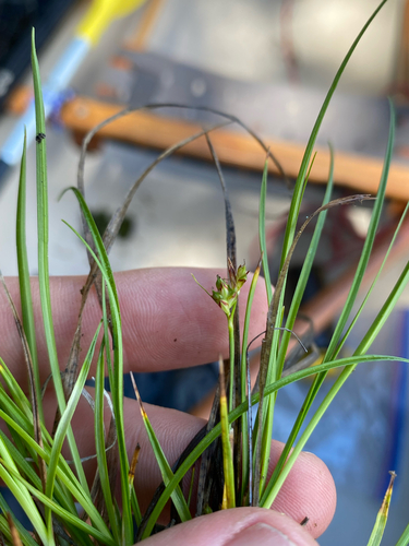 Carex umbellata, photograph 6