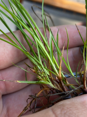Carex umbellata, photograph (c) Quinten Wiegersma, some rights reserved (CC BY)