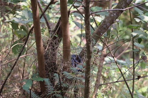 Brown Forest Cobra