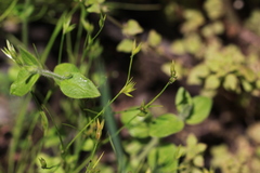 Juncus ranarius