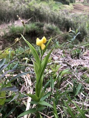 Cephalanthera falcata