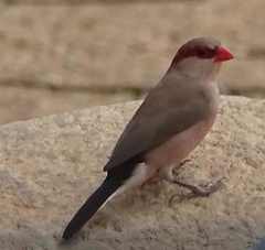 Estrilda troglodytes