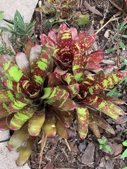 Neoregelia carcharodon