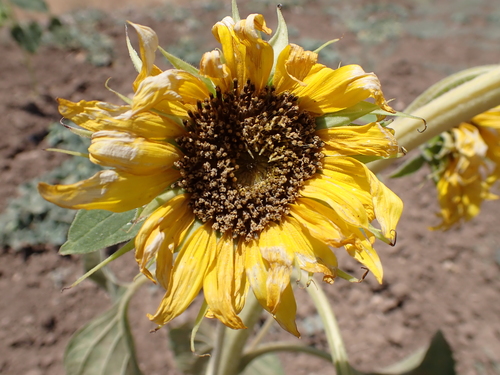 Common Sunflower
