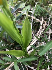 Cephalanthera falcata
