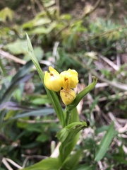 Cephalanthera falcata