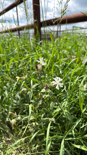 white campion