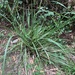 Lomandra longifolia - Photo (c) Joel Poyitt,  זכויות יוצרים חלקיות (CC BY-NC)