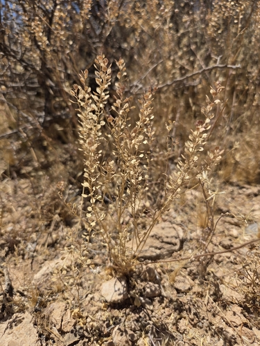 Hairypod Pepperweed