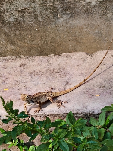 Indian Garden Lizard