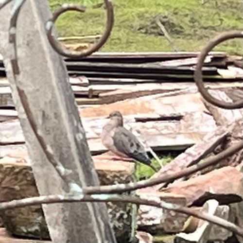 Eared Dove