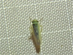 Macrosteles quadrilineatus