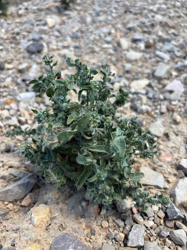 Lappula occidentalis observed 2026-07-10