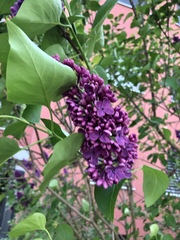 Syringa hyacinthiflora
