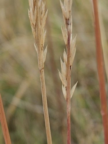 Koeleria pyramidata, 2026-07-08