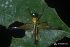 Eumastax