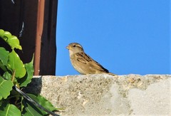 Passer domesticus