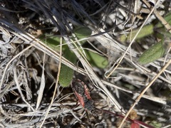 Rhynocoris ventralis