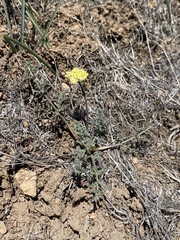 Lomatium austiniae