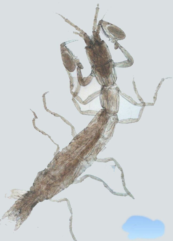 Curassanthura