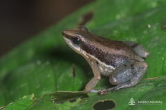 Allobates insperatus