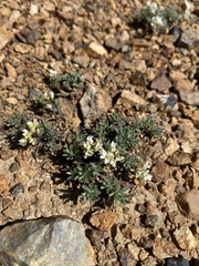 Cusickiella douglasii