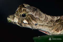 Anolis scypheus