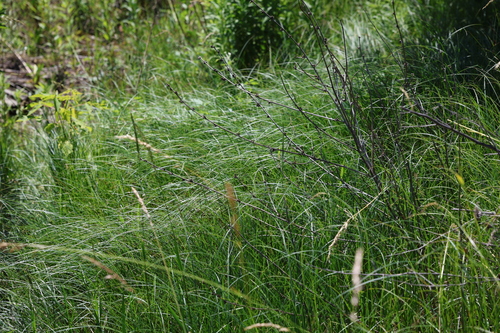 Carex melanostachya, photograph 5
