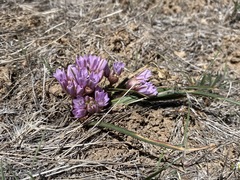 Allium parvum