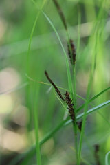 Carex melanostachya, photograph (c) Grzegorz Grzejszczak, some rights reserved (CC BY-SA)
