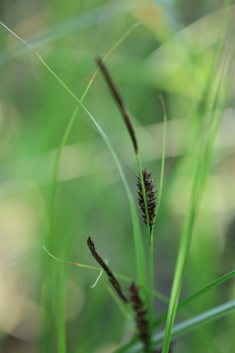 Carex melanostachya, photograph 3