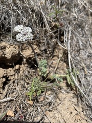 Lomatium nevadense nevadense