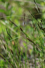 Carex melanostachya, photograph (c) Grzegorz Grzejszczak, some rights reserved (CC BY-SA)